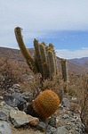 Eriosyce aurata Vicuna to Hurtado GPS228 Peru_Chile 2014_3054.jpg
